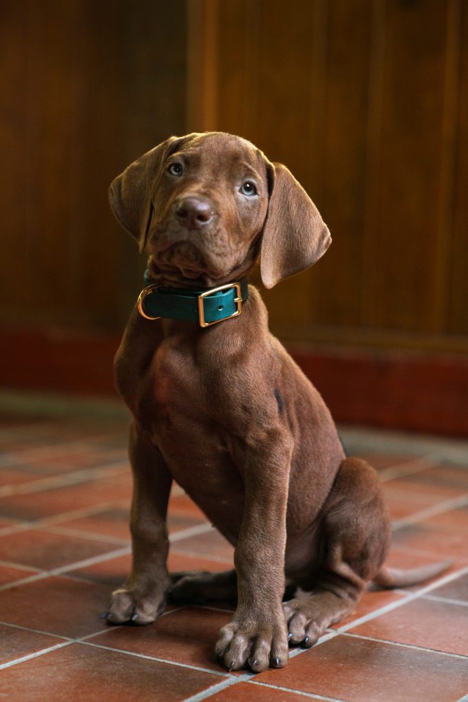 "Brown puppy with green collar sitting on tiled floor indoors, wood-paneled walls in background, warm lighting."